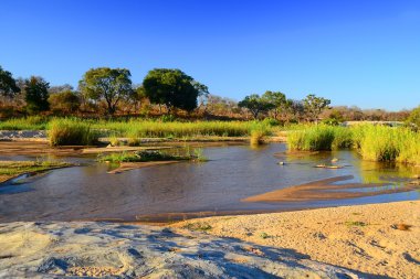 Güney Afrika Kruger Ulusal Parkı 'ndaki Afrika manzarası
