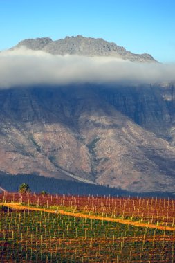 bağ stellenbosch, Güney Afrika