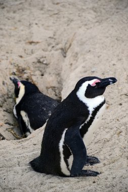 Penguenler plajda, Simons şehir, Güney Afrika