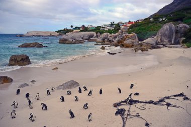 Penguenler plajda, Simons şehir, Güney Afrika