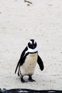 Penguenler plajda, Simons şehir, Güney Afrika