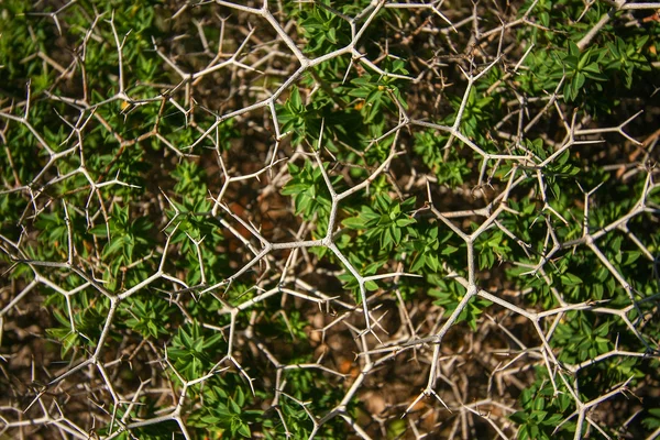 Pequeno espinheiro - detalhe — Fotografia de Stock