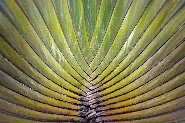 Деталь пальмового листа — стоковое фото