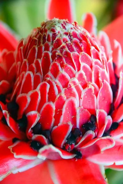 Piros fáklyát gyömbér virág — Stock Fotó