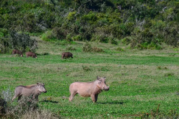 Warthog dans le parc national Kruger - Afrique du Sud — Photo