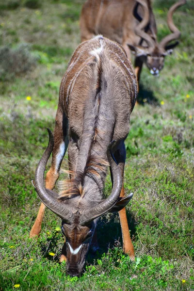 Куду в Национальном парке Крюгер в ЮАР — стоковое фото
