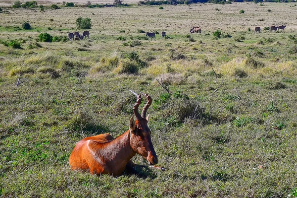 Hartebeest 남아 프리 카 공화국에서 크루 거 국립공원에서 — 스톡 사진