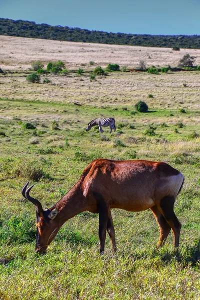 Wildschweine und Zebras — Stockfoto