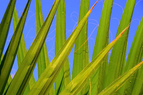 Zelené listy a modrá obloha — Stock fotografie