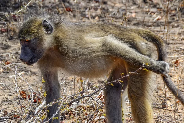 Macaco babuíno no Parque Nacional Kruger - África do Sul — Fotografia de Stock