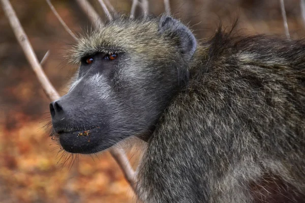 Babbuino scimmia nel parco nazionale di Kruger Sud Africa — Foto Stock