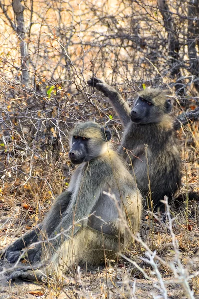 Pavianaffen im Kruger Nationalpark - Südafrika — Stockfoto
