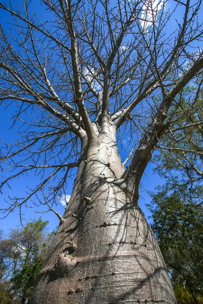 Baobá - África do Sul — Fotografia de Stock
