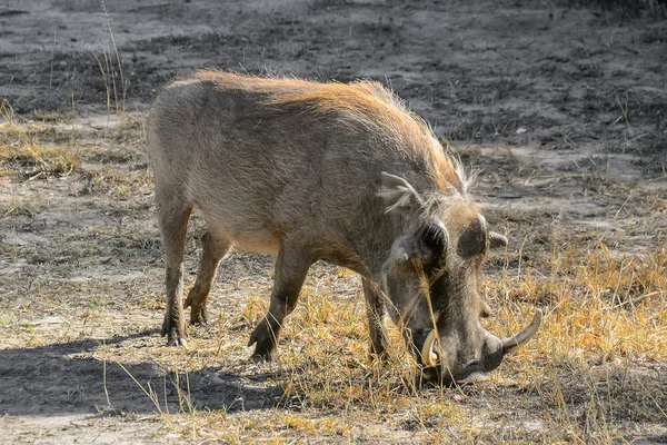 疣猪在克鲁格国家公园-南非 — 图库照片