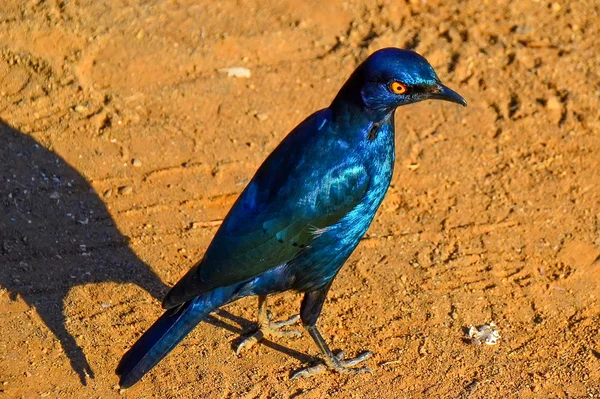 Metalliskt blå Cape glansigt Starling fågel — Stockfoto