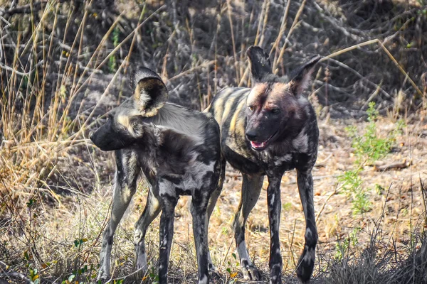 Cani selvatici nel parco nazionale di Kruger Sud Africa — Foto Stock