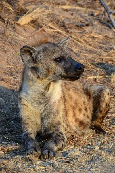 Hyäne im kruger nationalpark - südafrika — Stockfoto