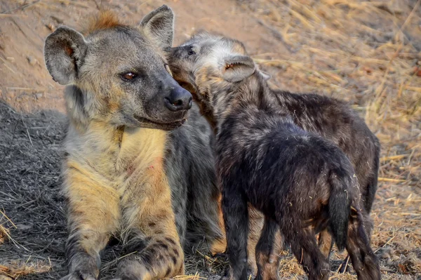 Sırtlan, kruger Milli Parkı - Güney Afrika — Stok fotoğraf