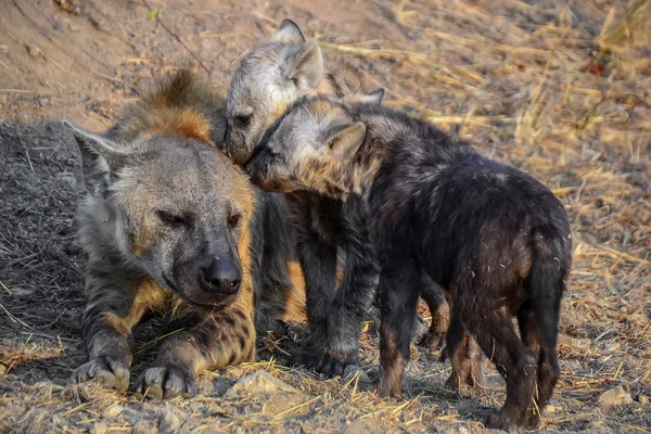 クルーガー国立公園 - 南アフリカ共和国の中でハイエナ — ストック写真