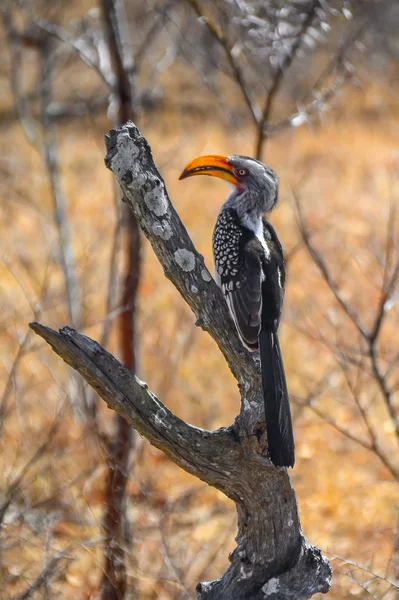 Hornbill in Kruger National park - South Africa — Stock Photo, Image