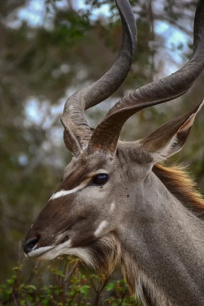 Куду в Национальном парке Крюгер-ЮАР — стоковое фото