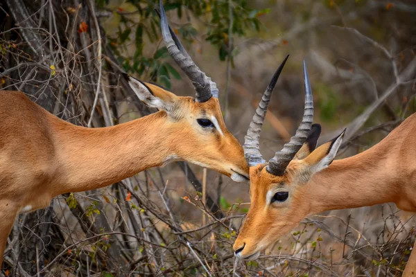 Impala aus Nationalpark Kruger - Südafrika — Stockfoto