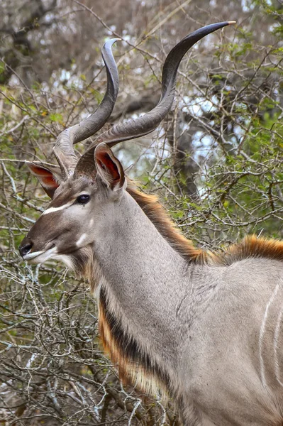 Kudu dans le parc national Kruger Afrique du Sud — Photo