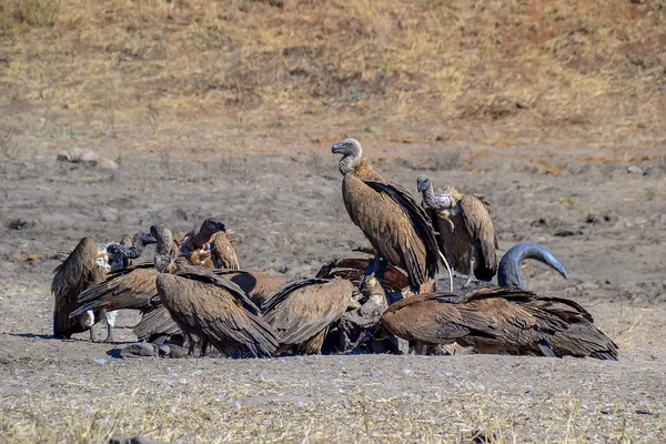 Geier im kruger nationalpark - südafrika — Stockfoto