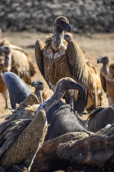 Avvoltoi nel Parco nazionale di Kruger - Sud Africa — Foto Stock