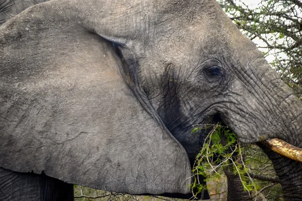 Elefantes en el parque nacional Kruger - Sudáfrica — Foto de Stock