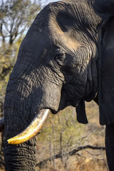 Elefantes en el parque nacional Kruger - Sudáfrica — Foto de Stock