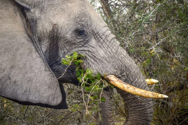 Elefanten im kruger nationalpark - südafrika — Stockfoto