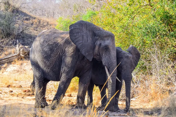 Elefantes en el parque nacional Kruger - Sudáfrica — Foto de Stock