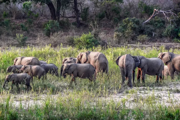 Elefantes en el parque nacional Kruger - Sudáfrica — Foto de Stock