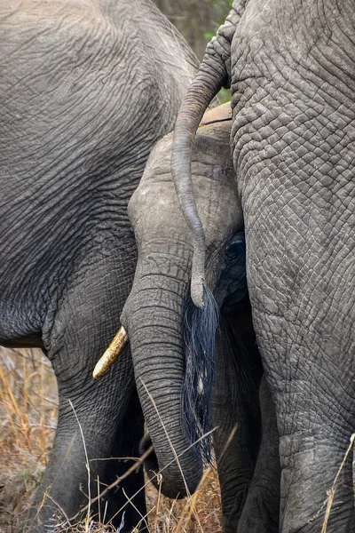 Elefantes en el parque nacional Kruger - Sudáfrica — Foto de Stock