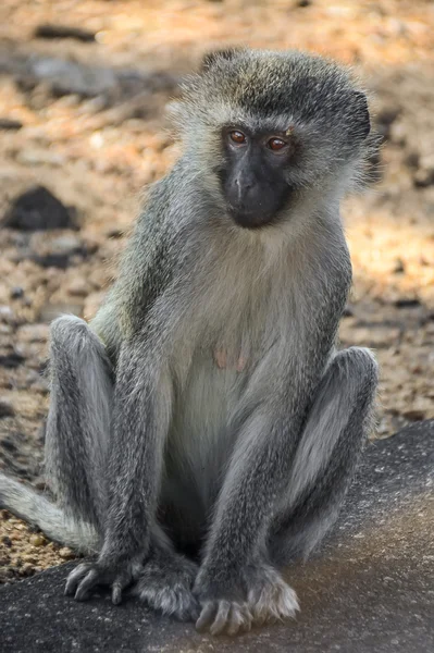 Macacos Vervet no Parque Nacional Kruger - África do Sul — Fotografia de Stock