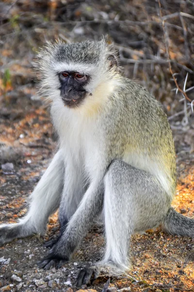 黑脸猴在克鲁格国家公园-南非 — 图库照片