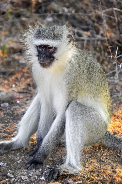 Macacos Vervet no Parque Nacional Kruger - África do Sul — Fotografia de Stock