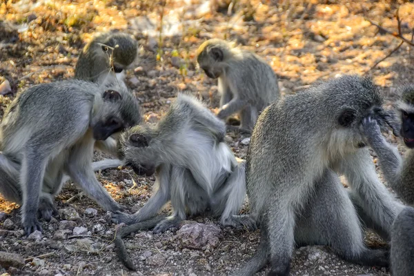 Macacos Vervet no Parque Nacional Kruger - África do Sul — Fotografia de Stock