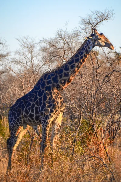 Zürafa Kruger ulusal park - Güney Afrika — Stok fotoğraf