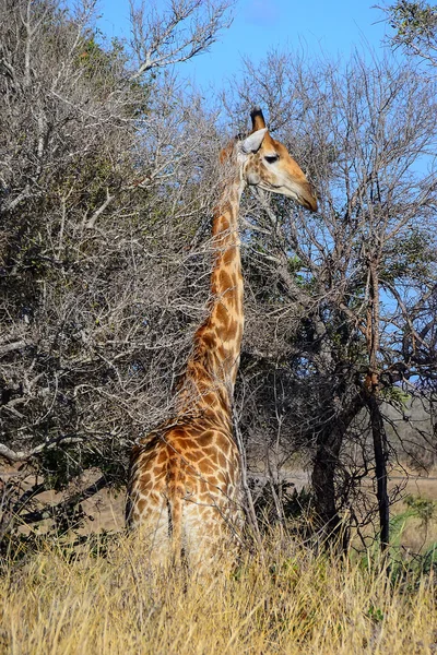 Zürafa Kruger ulusal park - Güney Afrika — Stok fotoğraf