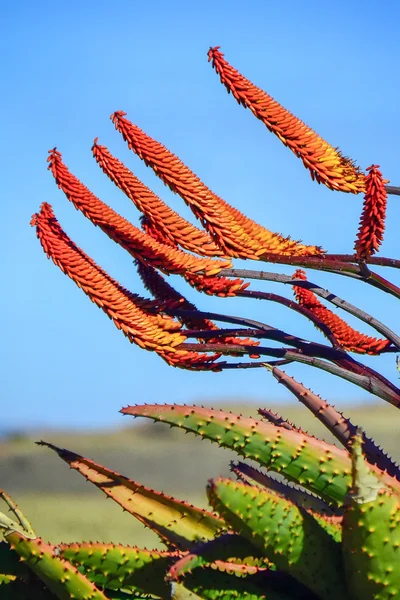 Цветок алоэ в ЮАР — стоковое фото