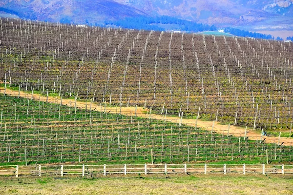 Vineyard in Stellenbosch, South Africa — Stock Photo, Image