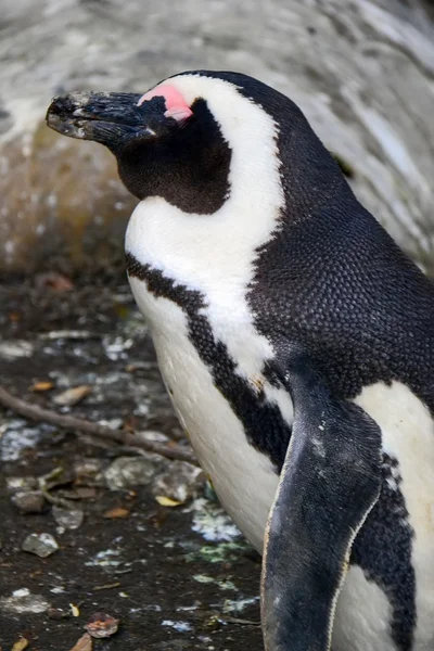 ビーチ、サイモンズ タウン、南アフリカのペンギン — ストック写真