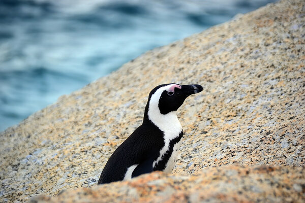 Penguins on the beach, Simons town, South Africa