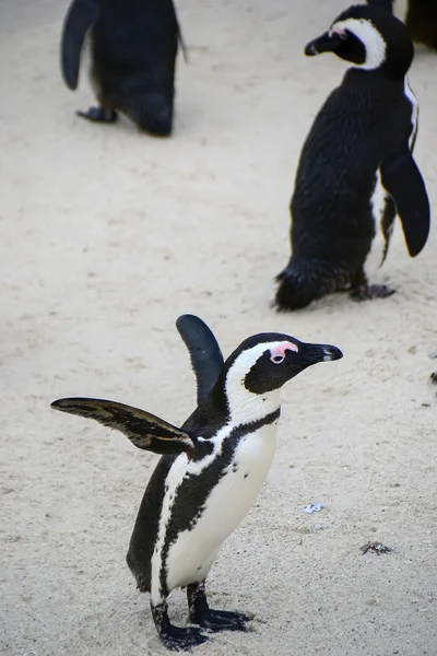 ビーチ、サイモンズ タウン、南アフリカのペンギン — ストック写真