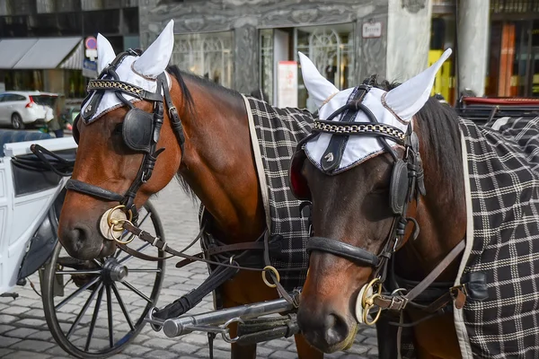 Hästar och vagn i Wien — Stockfoto