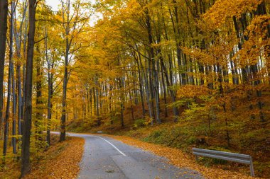 Yaprak döken orman görünümünü