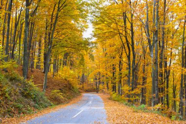 Yaprak döken orman görünümünü