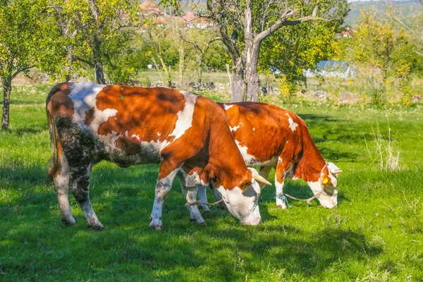 Kor på gården — Stockfoto